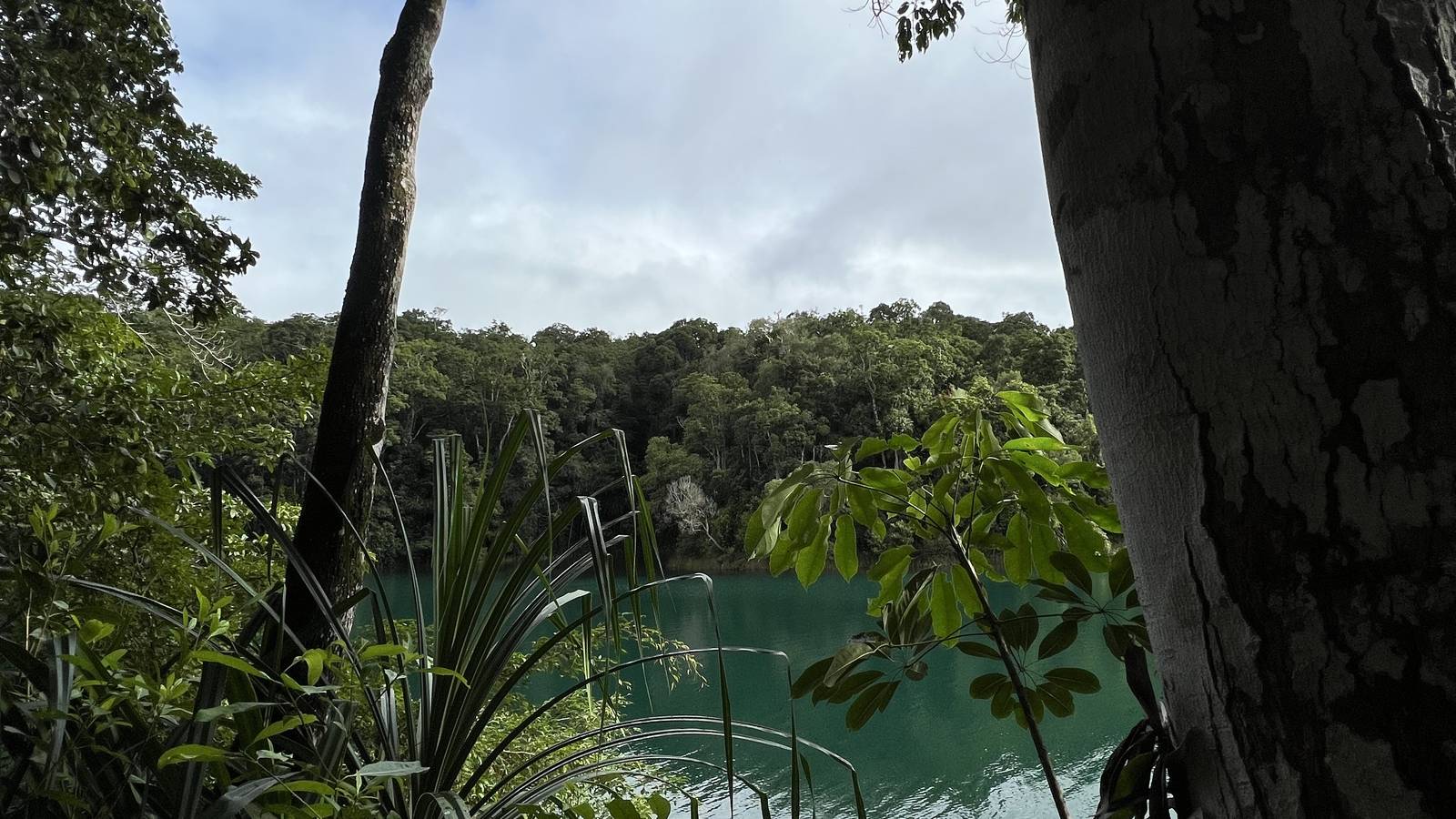 A green lagoon seen through jungle trees